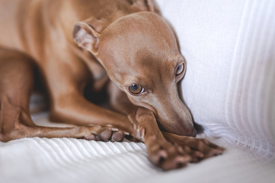 Friendly little italian greyhound dog lying down in the sofa