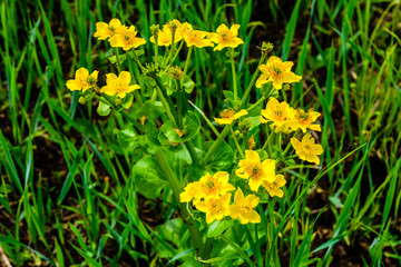Yellow marsh marigold flowers (Caltha Palustris) on a meadow