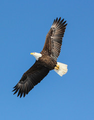 bald eagle in flight