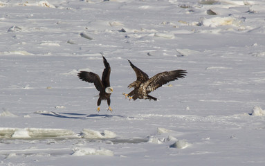Bald eagles on ice