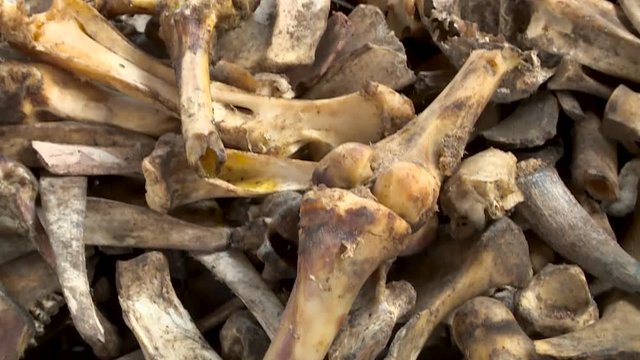 Panning close-up of old, yellowed animal bones. Insects crawling on bones.
