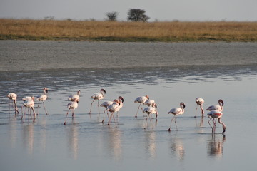 flock of flamingos