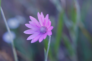 Obraz premium wild wildflowers in the meadow.