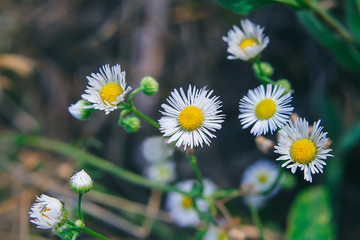 wild wildflowers in the meadow.