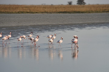 Naklejka premium flock of flamingos
