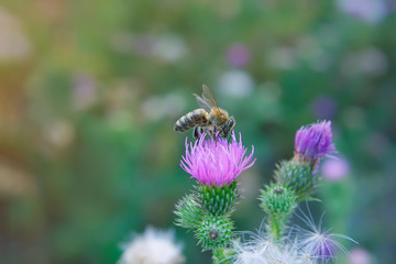 wild wildflowers in the meadow.
