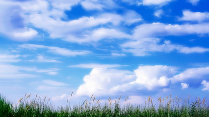 grass with spikelets on the background of a cloudy sky.