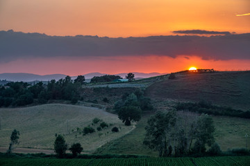 The vineyard of Montalcino