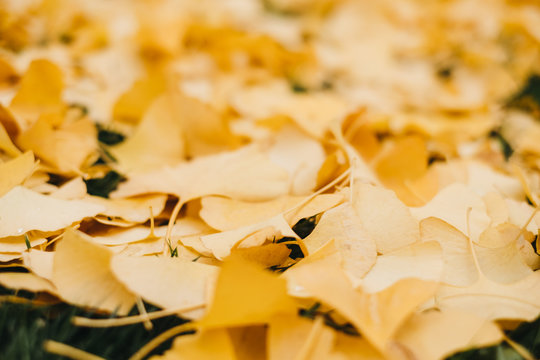 Soft focus of fallen yellow leaves covering green grass outdoors