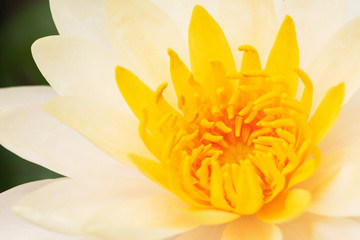 Yellow lotus flower bloom and closeup pollen.