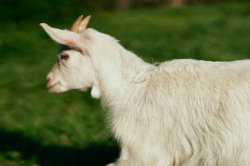 portrait of a goat