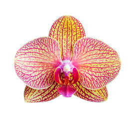 Yellow - Pink orchid  isolated on white bacgkround