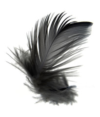 single black feather isolated on white background.