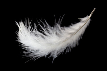 single white feather isolated on black background.