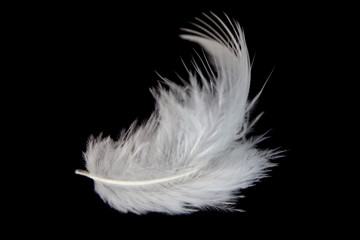 single white feather isolated on black background.