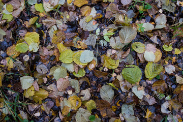 Autumn day in the city Park, the leaves on the lawn.