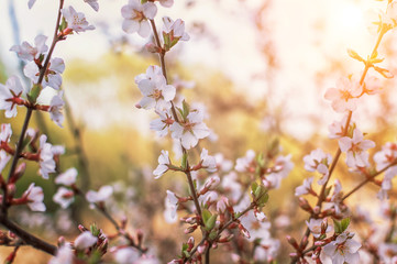 cherry blossoms with white flowers