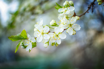 cherry blossoms with white flowers