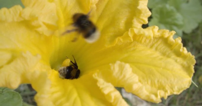 Bumblebees collecting nectar on the blossom of a hokkaido pumpkin