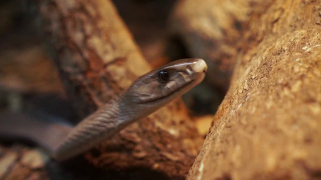 Black Mamba exploring it&rsquo;s enclosure at the Houston Zoo