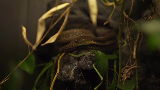 King Cobra at the Houston Zoo hiding behind some foliage