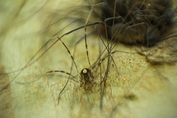 Araña