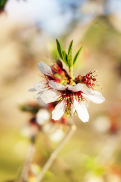 Closeup wooden almond tree twig with pink blooms in garden on hills on blurred blue sky background