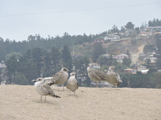 Obraz premium gaviotas playa