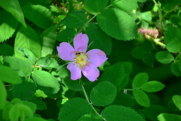 Wild Rose