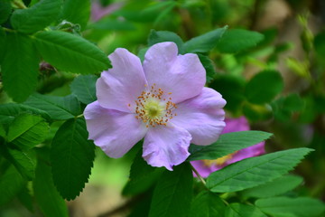 Wild Rose