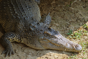 Obraz premium Head of alive chrocodile laying on the ground and having sunbathe