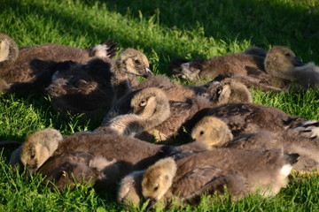 A Gaggle of Goslings