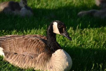 Canadian Goose on the Grass