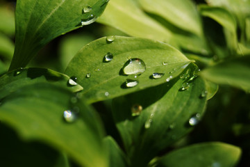 Water drops on green leaves