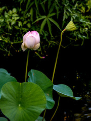 Pink lotus flowers / buds / roots among leaves