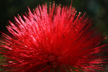 Closeup exotic flower with vivid red spikes growing in tropical park