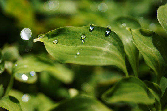 Fototapeta Water drops on green leaves