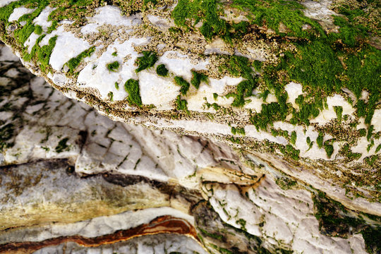 Beautiful closeup of green fluffy moss on stone