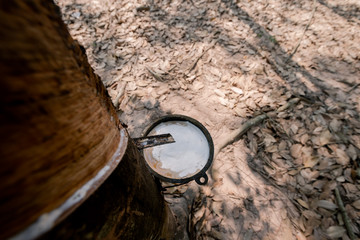Fresh white rubber latex flows from the rubber tree. Into the cup in the rubber plantation