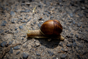 snail on concrete