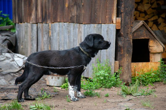  sobaka na tsepi smotrit v storonu 32/5000 the dog on the chain looks away
