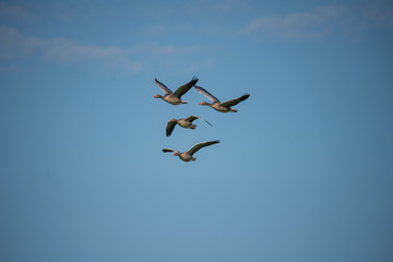 Greylag goose flying in the evening sunlight in the bird protection area Hjälstaviken close to Stockholm