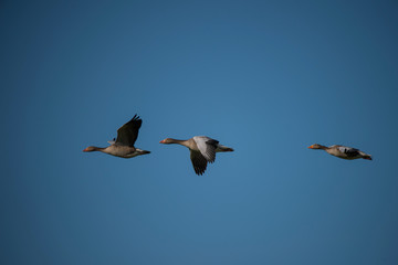 Greylag goose flying in the evening sunlight in the bird protection area Hjälstaviken close to Stockholm