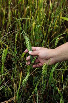 From above hand holding green ears growing in soft loose earth in garden