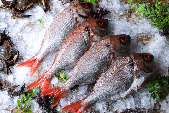 From above fresh fish decorated with parsley on ice cubes for freshness saving