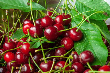 tart cherries with green leaves in bowl after harvest