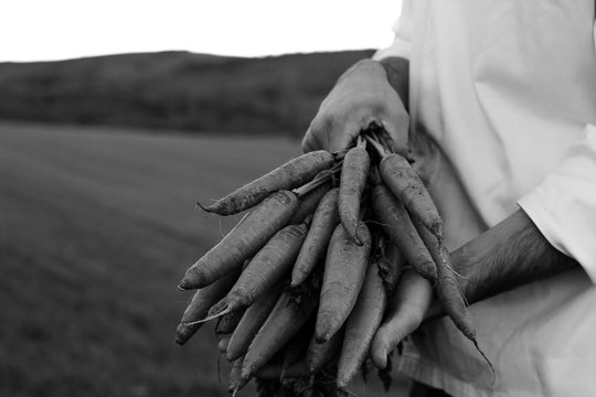 Appetizing crispy orange carrot with green lush stems in hands of farmer in white shirt on background of field