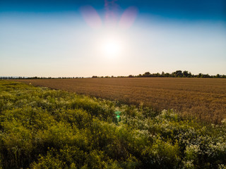 Obraz premium wheat field in the sunset