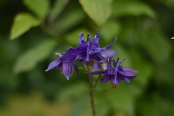 Blühende Akelei (Aquilegia)