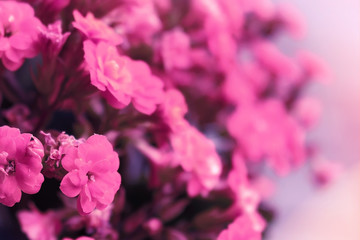 Close-up of a pink and white  gerbera flowers on a dark background